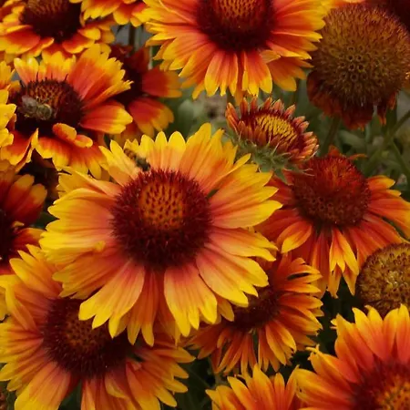 Haus Lisa 公寓 里斯奥尔巴赫塔